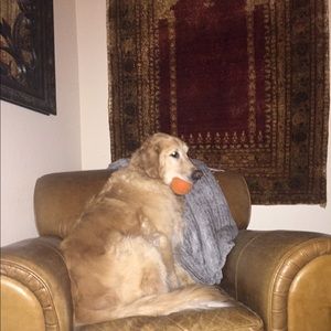 Meet your Posher, Laurie